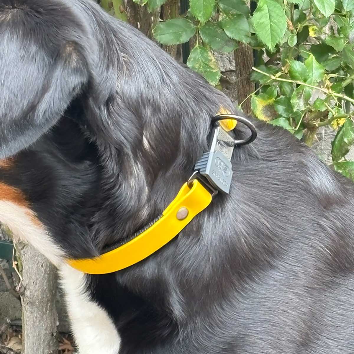 Halsband Biothane® | Sprenger ClicLock | gepolstert | 19 mm | verschiedene Farben – Bild 4