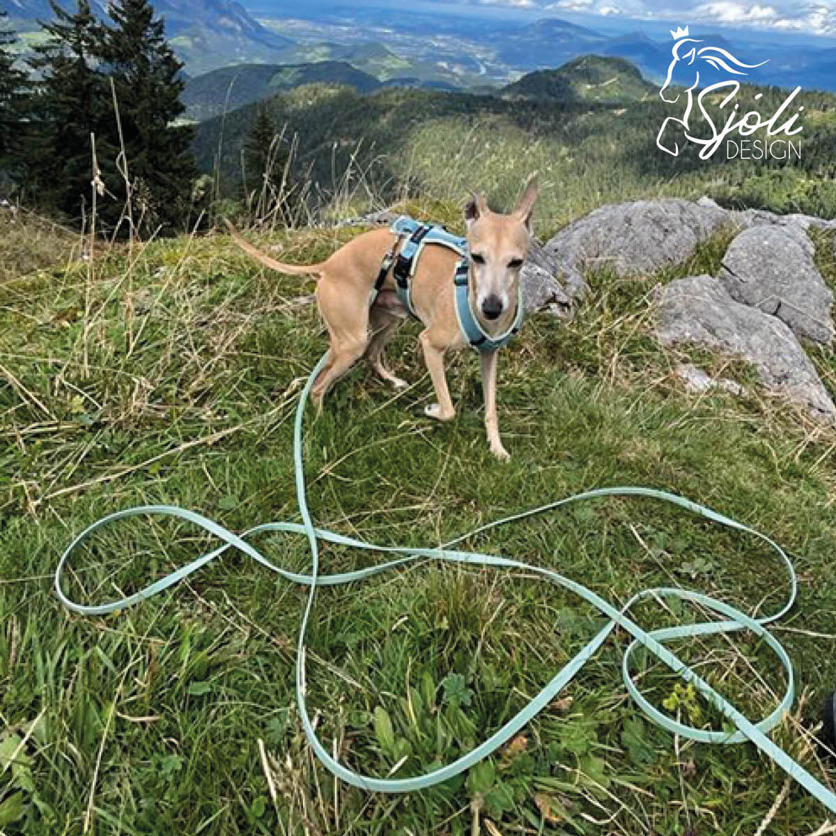 Kleiner Hund mit Schleppleine